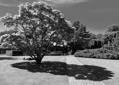 Ett svartvitt foto på ett träd