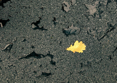 Ett gult löv som fastnat på en väg med svart asfalt
