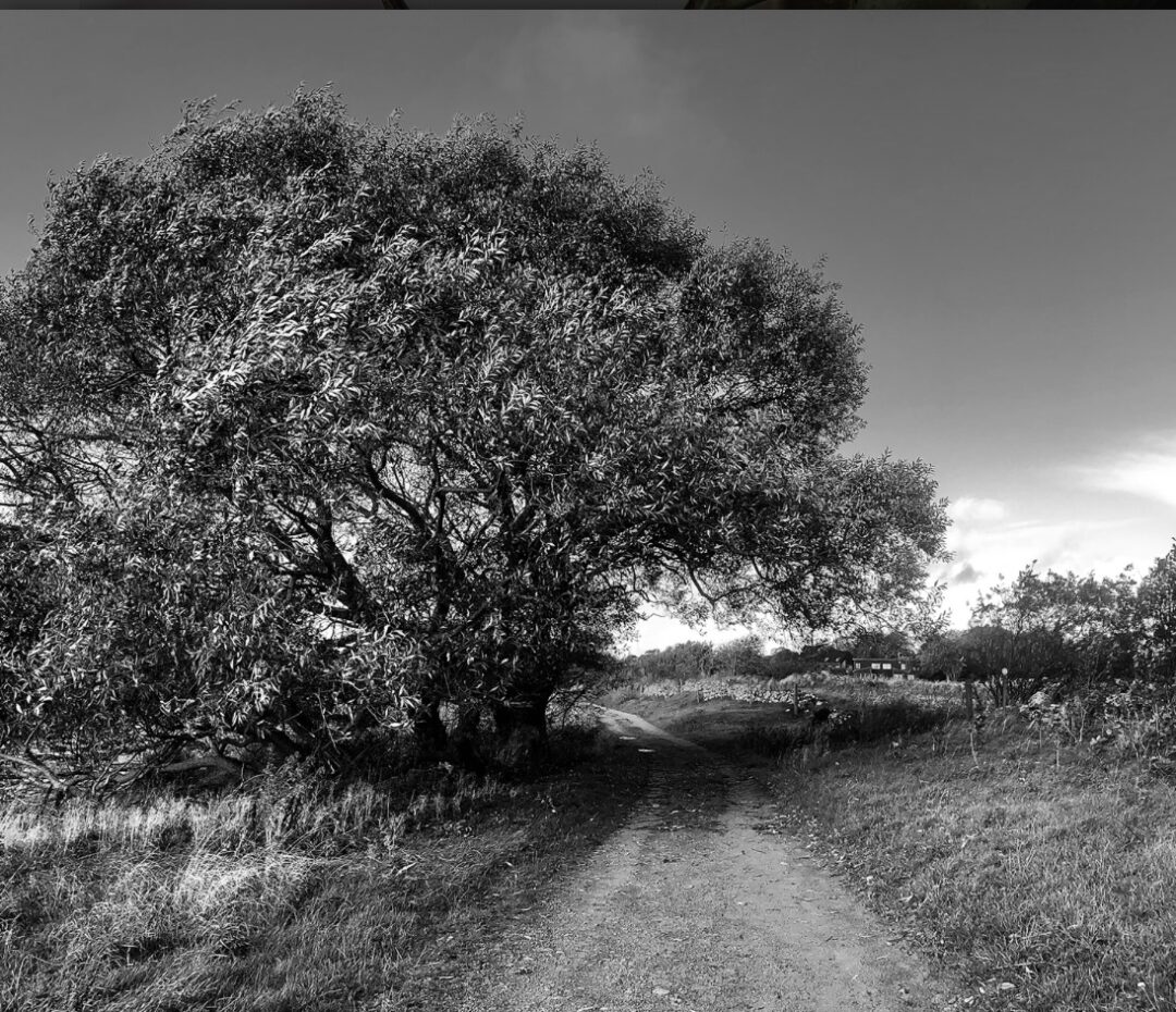 Ett fotografi på ett träd i svartvitt